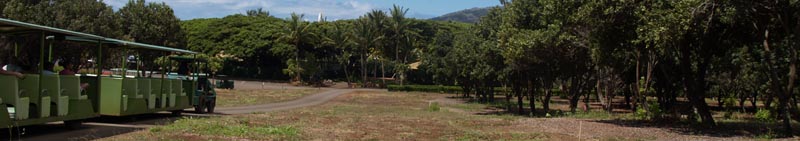 Maui Tropical Plantion orchard