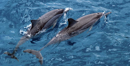 Dolphins South Maui