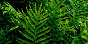 ferns Iao Valley