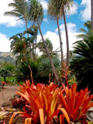 Maui Tropical Plantion palms