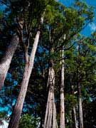 Wailuku Trees
