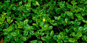 greenery Hamoa Beach