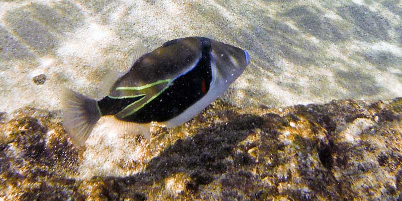 Snorkeling Ahihi Bay Rectangular Triggerfish