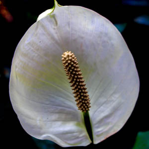Maui flowers Anthurium