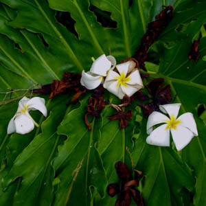 Maui flowers Singapore Plumeria