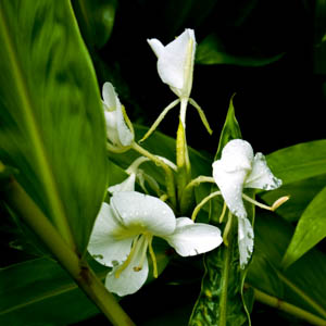 Maui flowers White Ginger