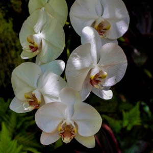Maui flowers Phalaenopsis Orchid