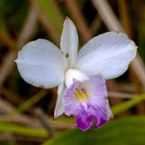 Maui flowers Bamboo Orchid