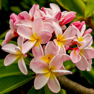 Maui flowers Frangipani