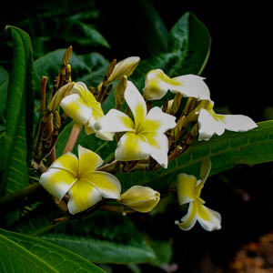 Maui flowers Frangipani