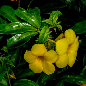 Maui flowers Allamanda