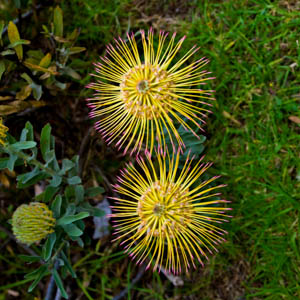 Maui flowers Pincushion Protea