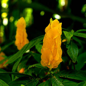 Maui flowers Golden Shrimp Plant