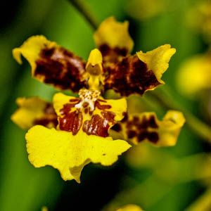 Maui flowers 
Oncidium Orchid