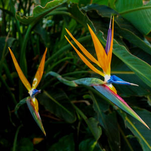 Maui flowers Bird of Paradise