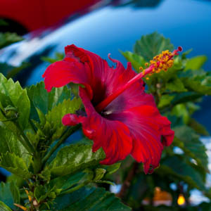 Maui flowers Chinese Hibiscus