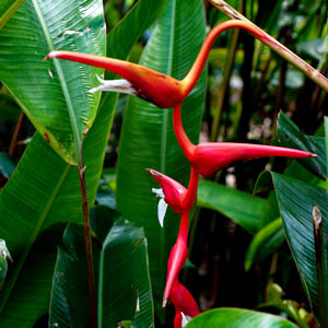 Maui flowers Expanded Lobster Claw