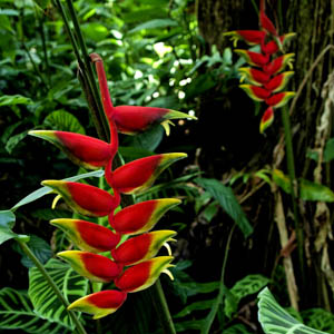 Maui flowers Hanging Lobster Claw