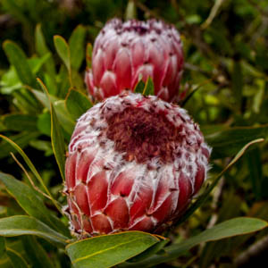 Maui flowers Protea