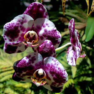 Maui flowers Oncidium Orchid Species
Oncidium Orchid 