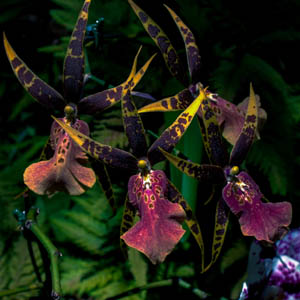 Maui flowers Oncidium Orchid  