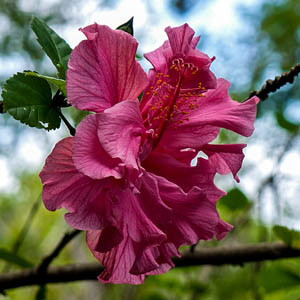 Maui flowers Pink Hibiscus