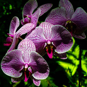 Maui flowers Cymbidium Orchid