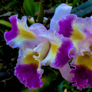 Maui flowers plant