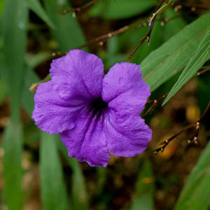 Maui flowers plant