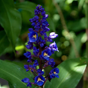 Maui flowers Blue Ginger