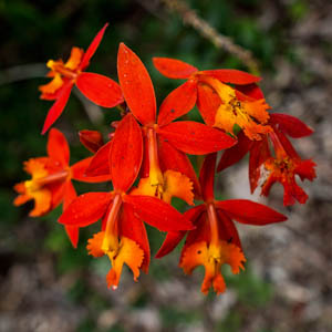Maui flowers Epidendrum Orchid