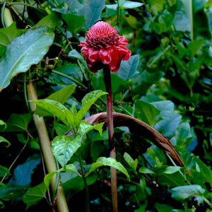 Maui flowers Torch Ginger