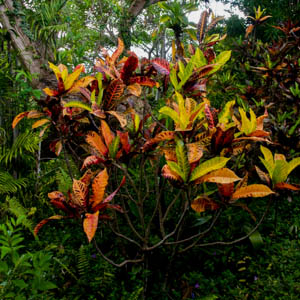 Maui plants Ti