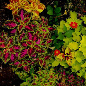 Maui plants Common Coleus