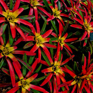Maui plants Bromeliad