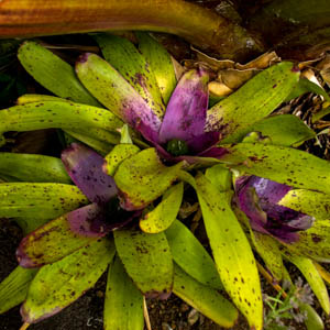  Maui plants 
Bromeliad