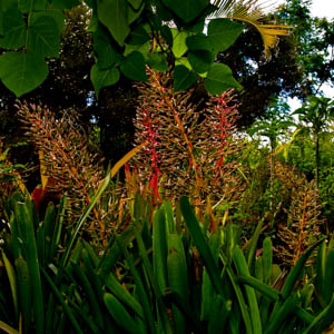 Maui plants Allamanda