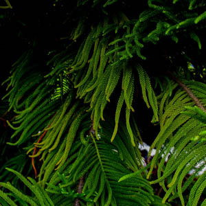 Maui plants fern
