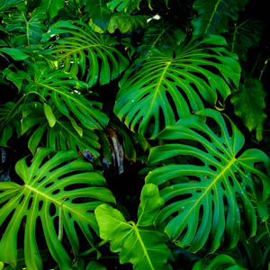 Maui plants Monstera