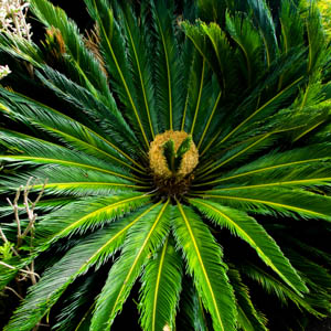 Maui plants Rattlesnake Plant