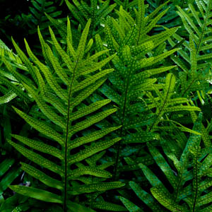 Maui plants Fern