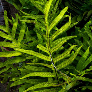 Maui plants Laua Fern