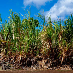 Maui plants Sugar Cane