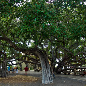 Maui plants Banyun Tree