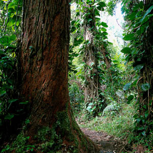 Maui plants unidentified tree
