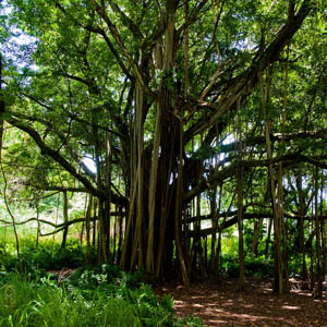 Maui plants Banyon Tree