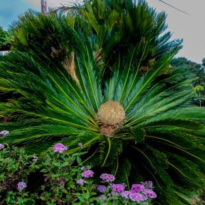 Maui plants Palm