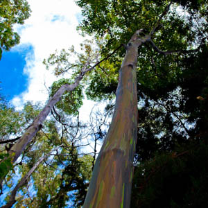 Maui plants Painted Euclyptus