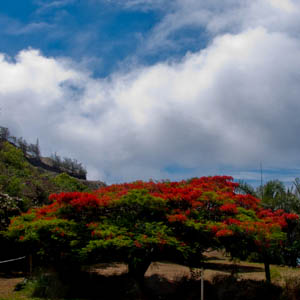 Maui plants Protea