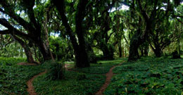 Honolua Trail Image
